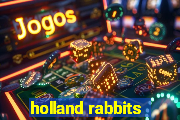 holland rabbits