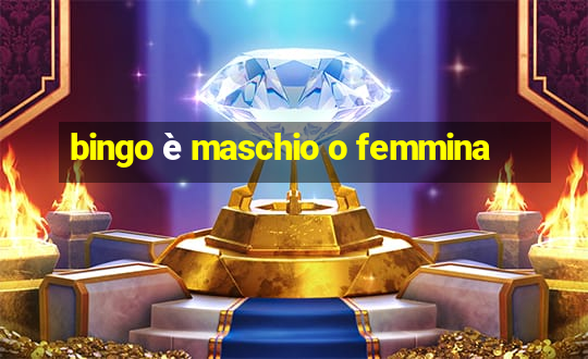 bingo è maschio o femmina