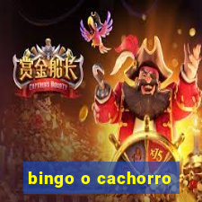 bingo o cachorro