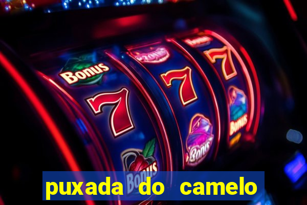 puxada do camelo jogo do bicho