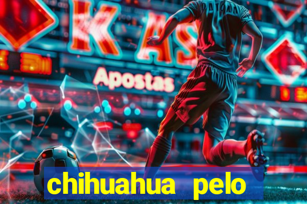 chihuahua pelo longo pre?o