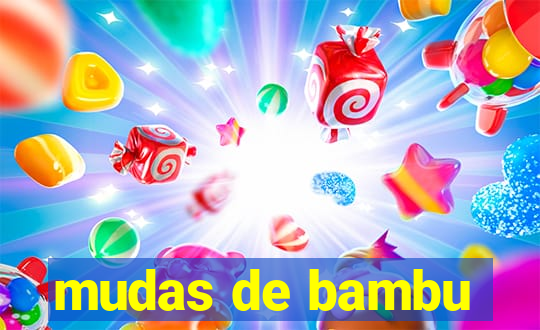 mudas de bambu