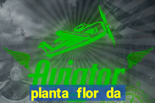 planta flor da fortuna como cuidar