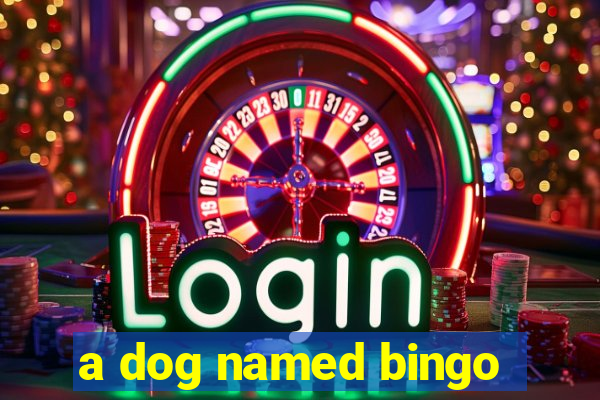 a dog named bingo