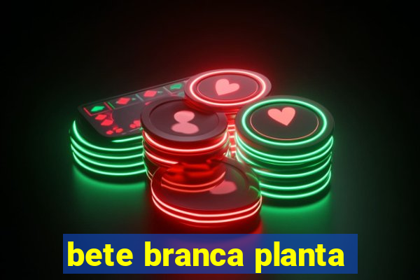 bete branca planta