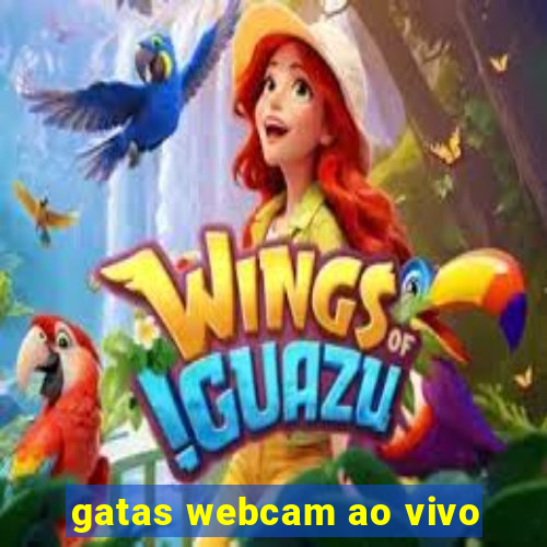 gatas webcam ao vivo