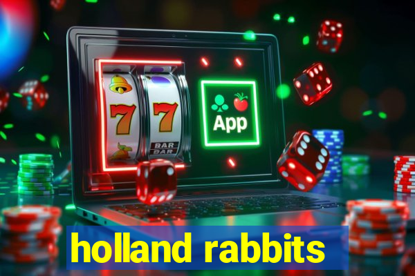 holland rabbits