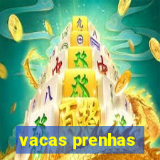 vacas prenhas